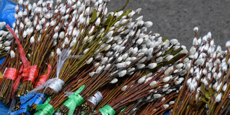 Красиві листівки Вербна неділя – привітання